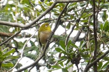 Warbling White-eye Osaka Nanko Bird Sanctuary Sun, 3/20/2022