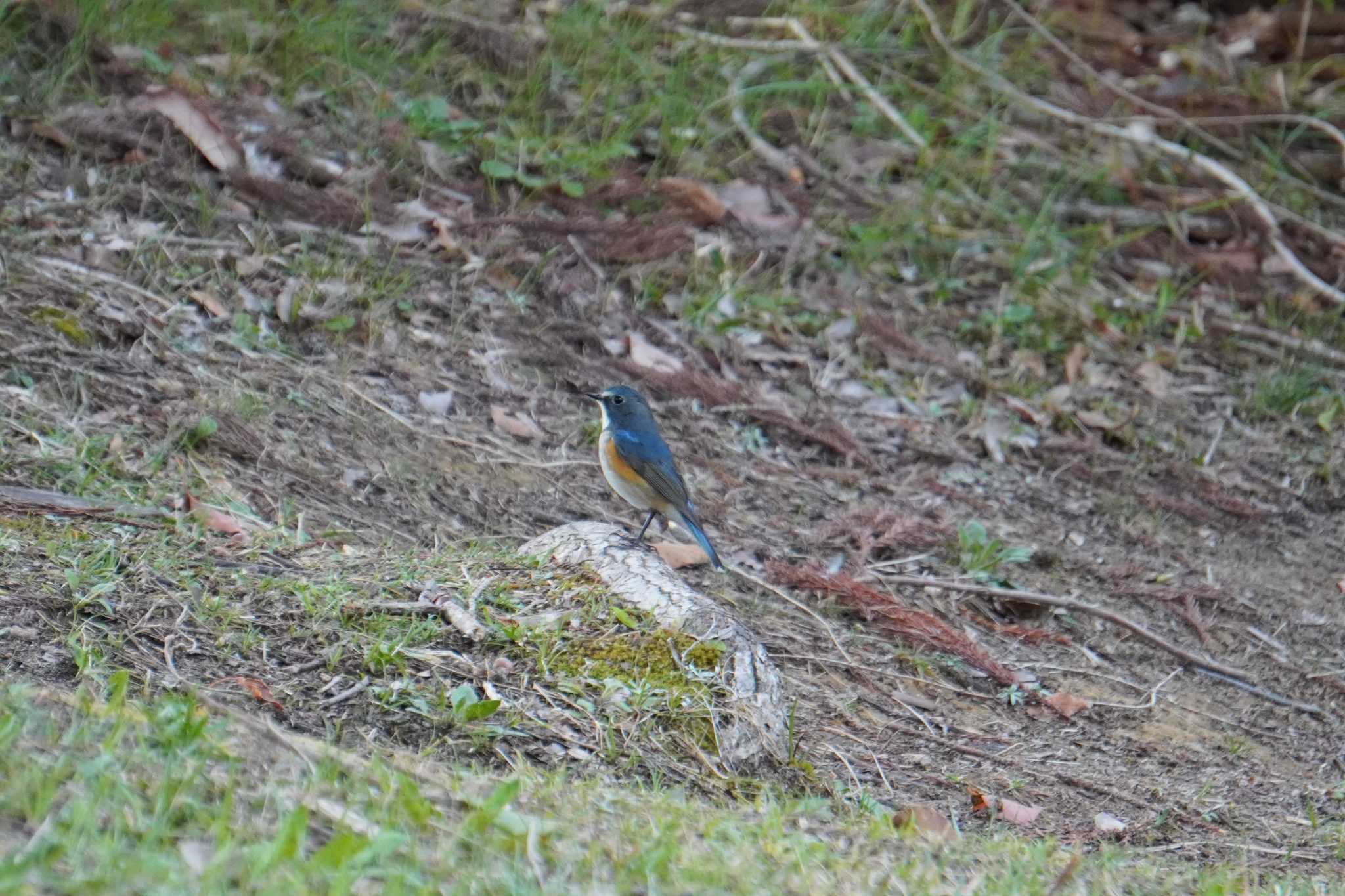Photo of Red-flanked Bluetail at 大阪府 by jasmine