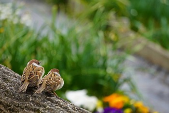 Eurasian Tree Sparrow 大阪府 Mon, 3/21/2022