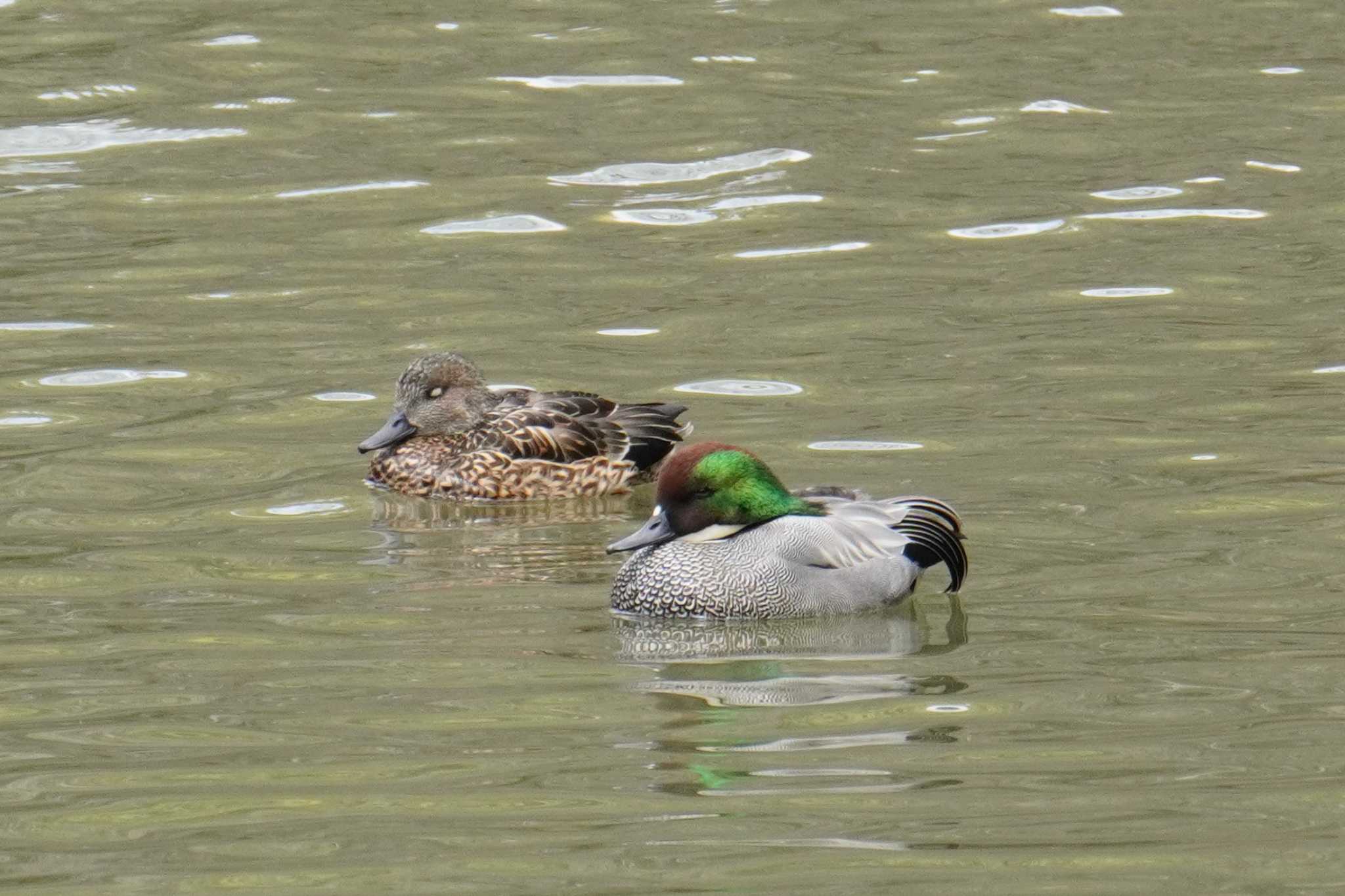 Photo of Falcated Duck at 大阪府 by jasmine