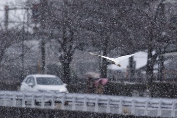 コサギ 兵庫県宝塚市 2018年1月27日(土)