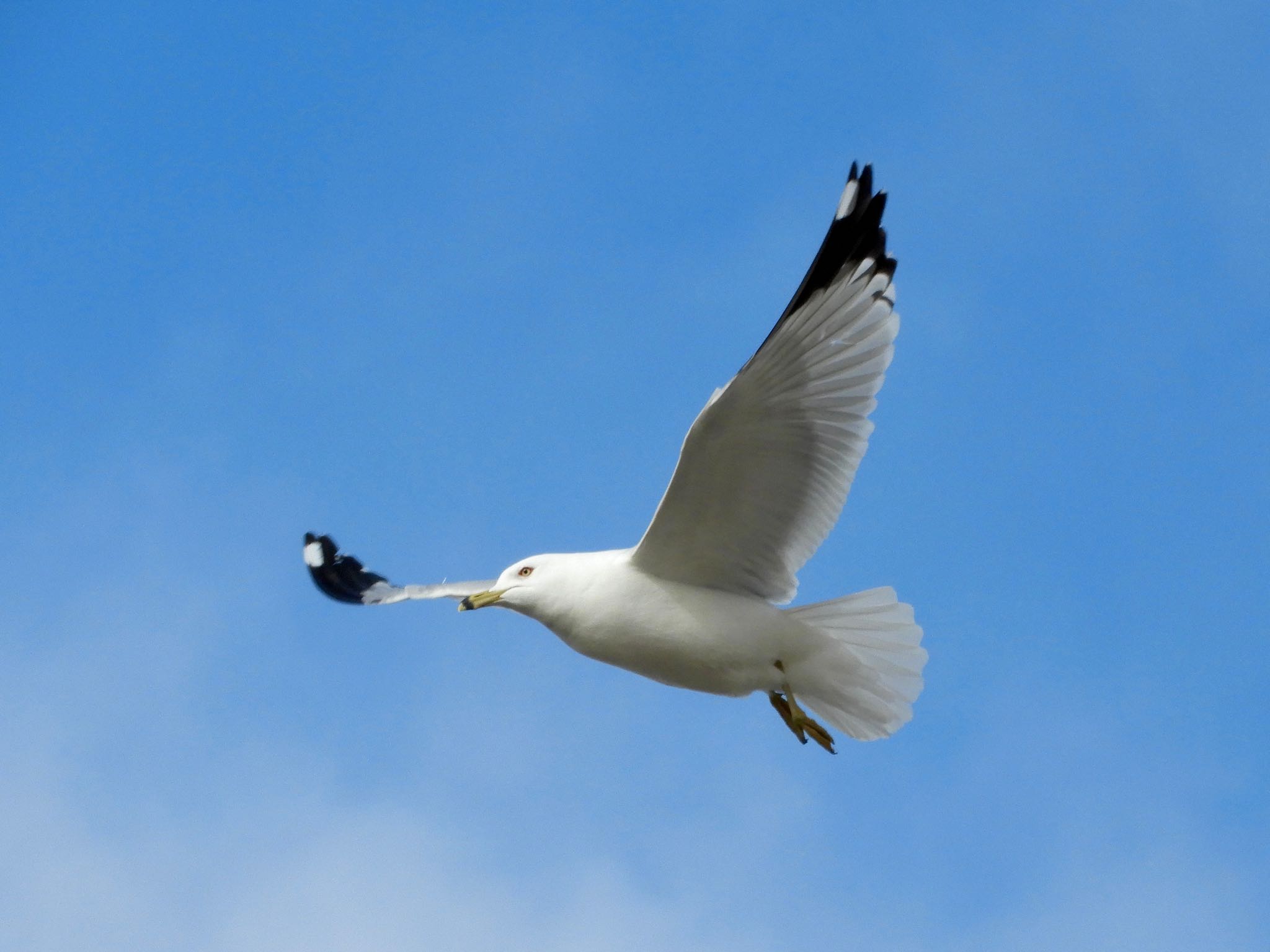 Photo of Ring-billed Gull at Hamline Ave by たっちゃん365