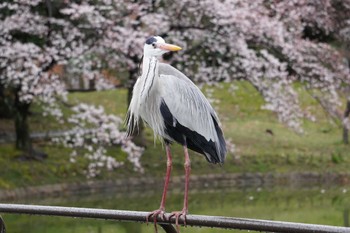 Sat, 3/26/2022 Birding report at Osaka Tsurumi Ryokuchi