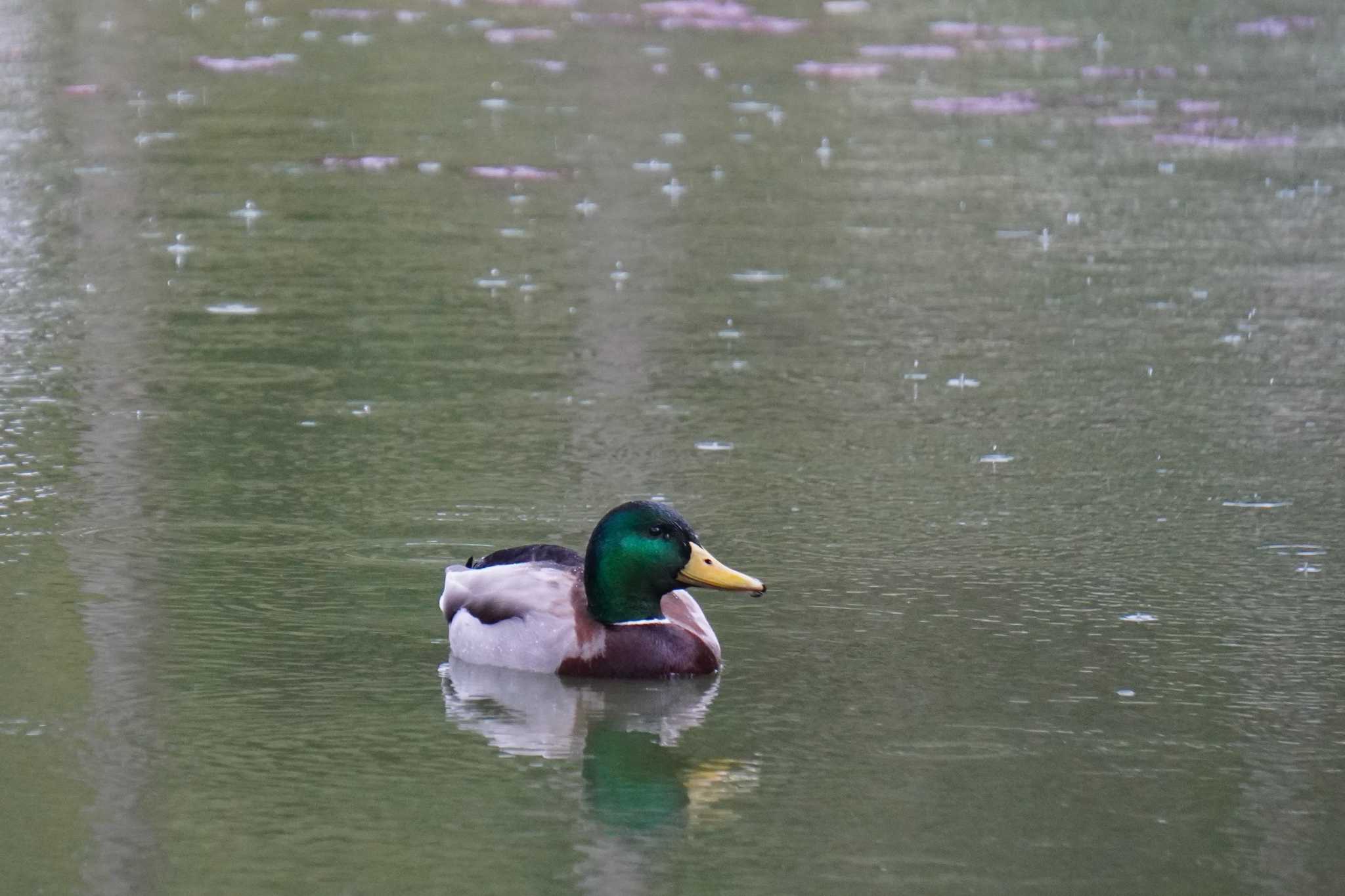 Mallard