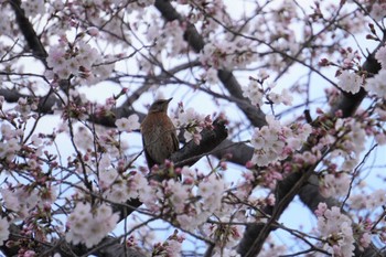 Sun, 3/27/2022 Birding report at Osaka castle park