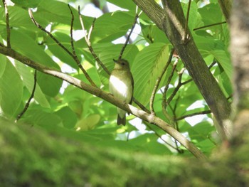 Narcissus Flycatcher 洗足池(大田区) Sat, 10/1/2022