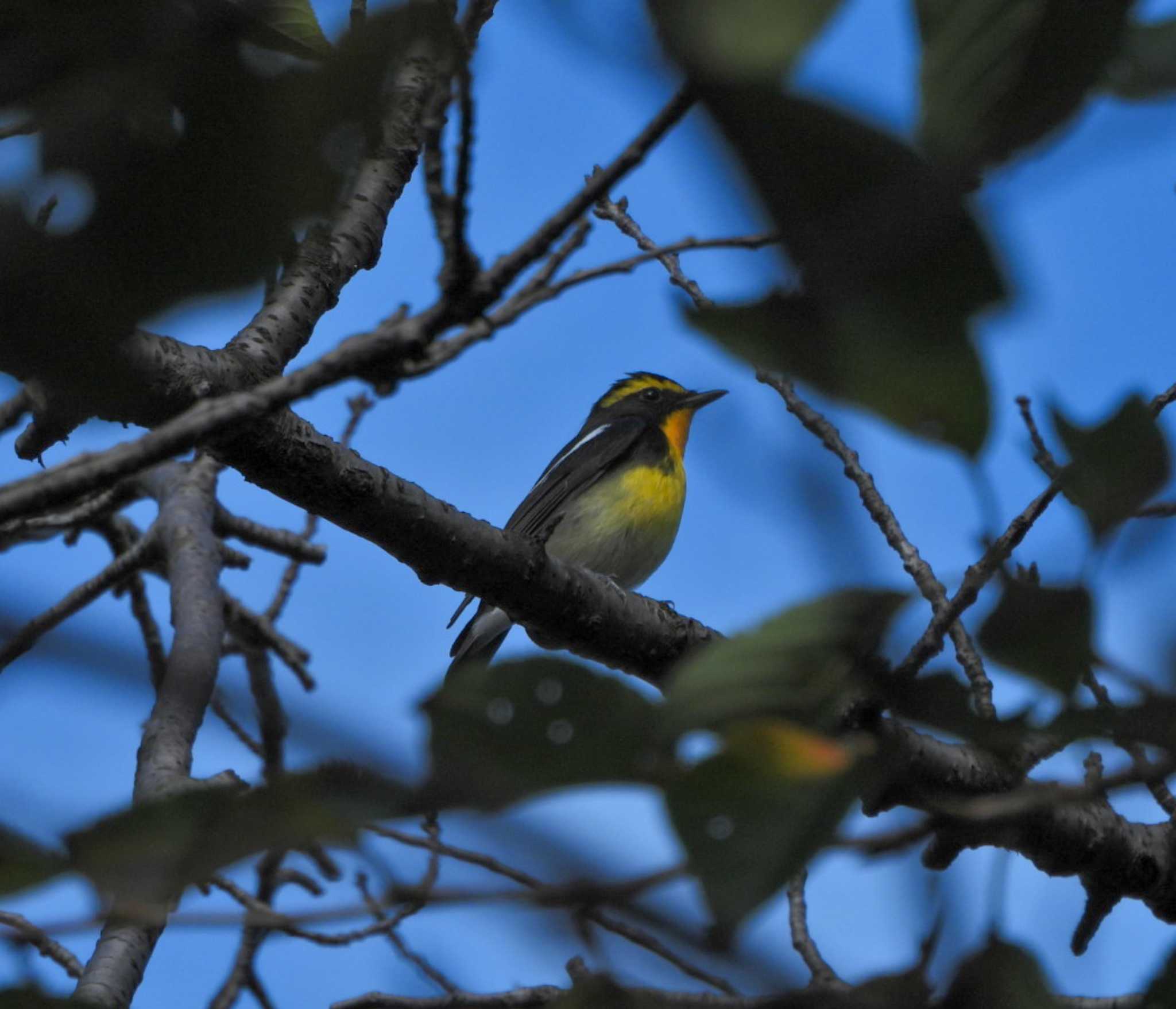 キビタキ♂ by NM🐥📷