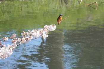 Common Kingfisher Osaka Tsurumi Ryokuchi Sun, 3/27/2022