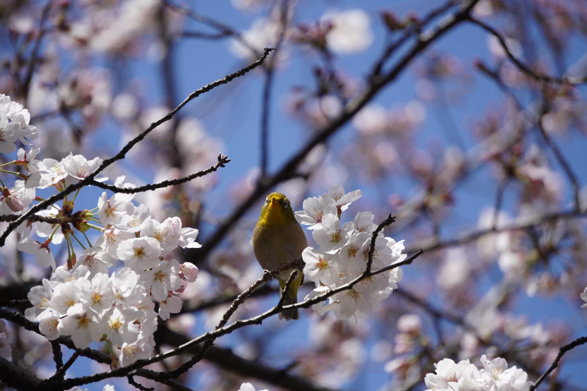 お口に花粉がついてます by jasmine