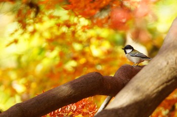 シジュウカラ 世田谷区の公園 撮影日未設定