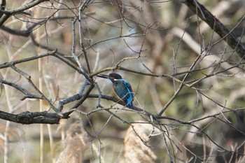 Common Kingfisher 大阪府 Wed, 3/30/2022