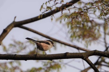 Wed, 3/30/2022 Birding report at 大阪府