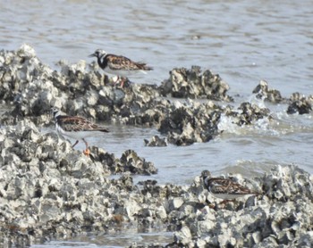 Ruddy Turnstone 葛西海浜公園 Mon, 8/15/2022