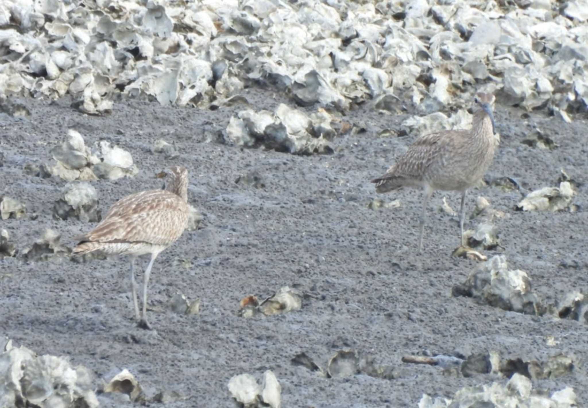 2羽のチュウシャクシギ by NM🐥📷