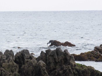 Pacific Reef Heron 真鶴 Thu, 3/17/2022