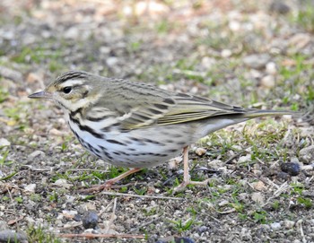 Olive-backed Pipit 奈良県奈良市 Wed, 2/14/2018