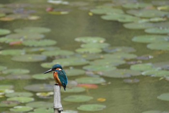 Sat, 4/16/2022 Birding report at 大阪府