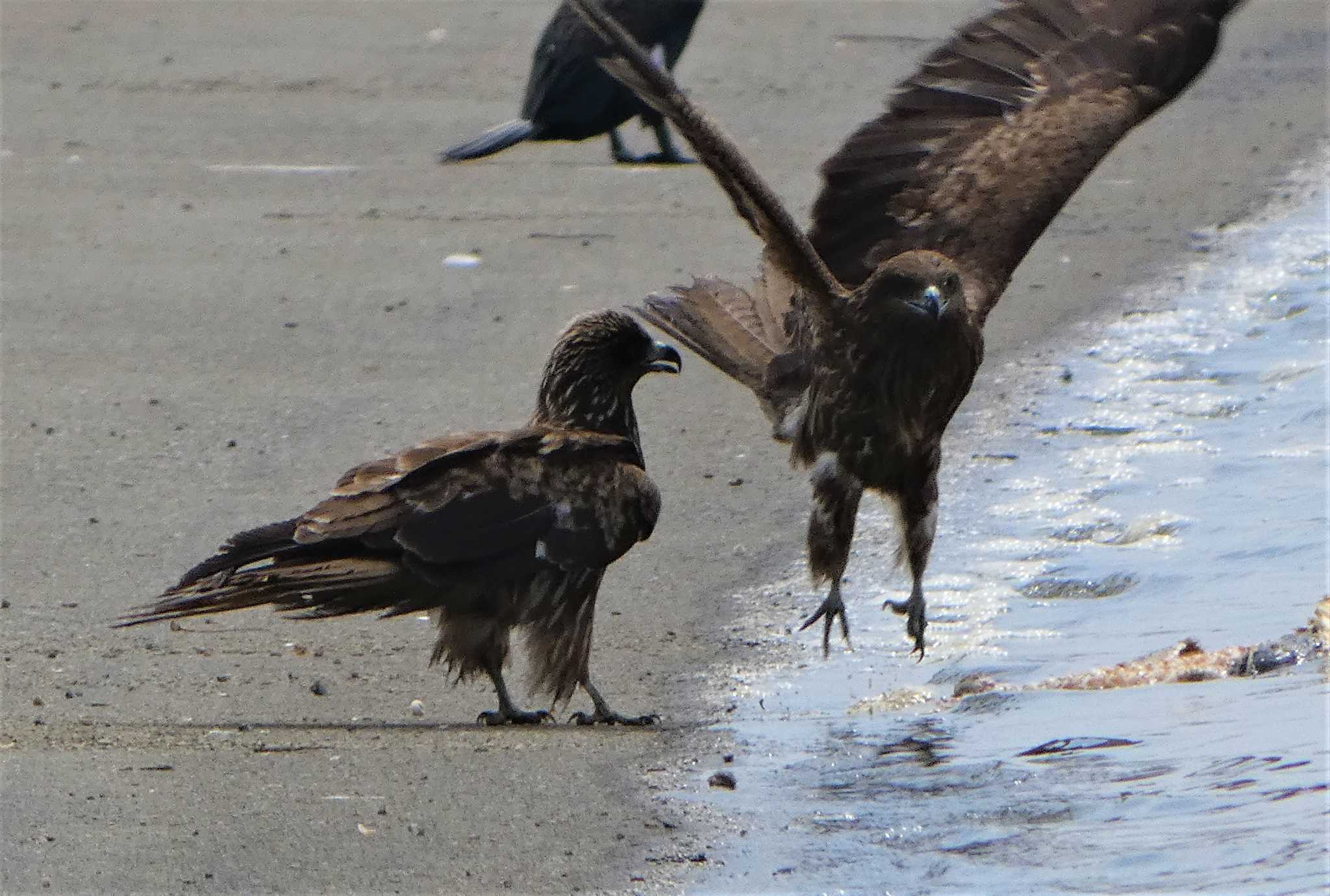 渡良瀬遊水地 トビの写真