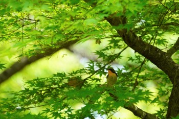 Narcissus Flycatcher Osaka castle park Sat, 4/23/2022