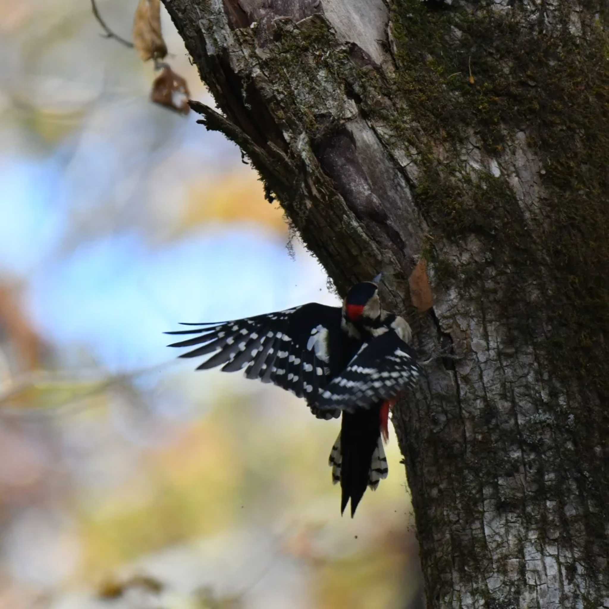 Great Spotted Woodpecker