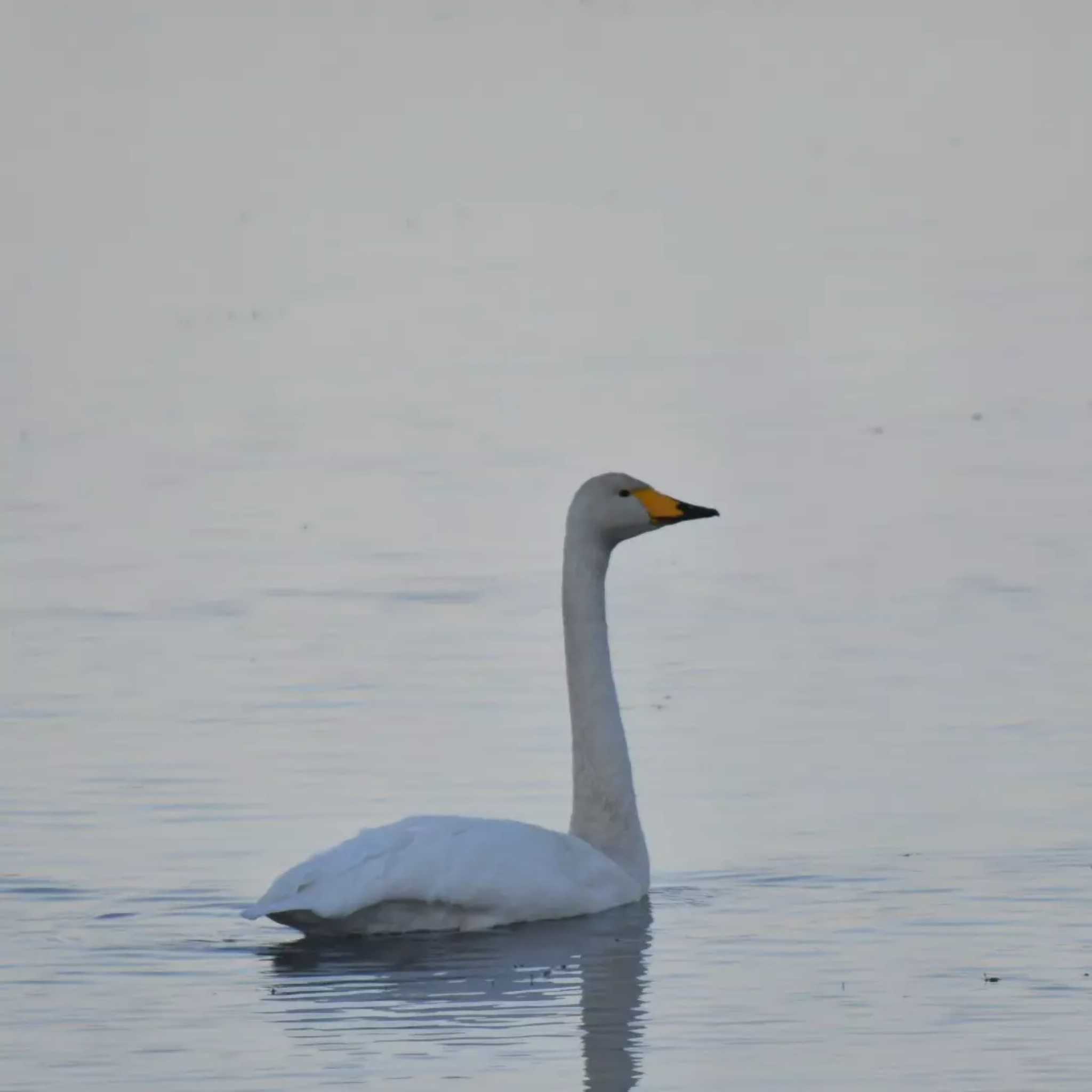 Whooper Swan