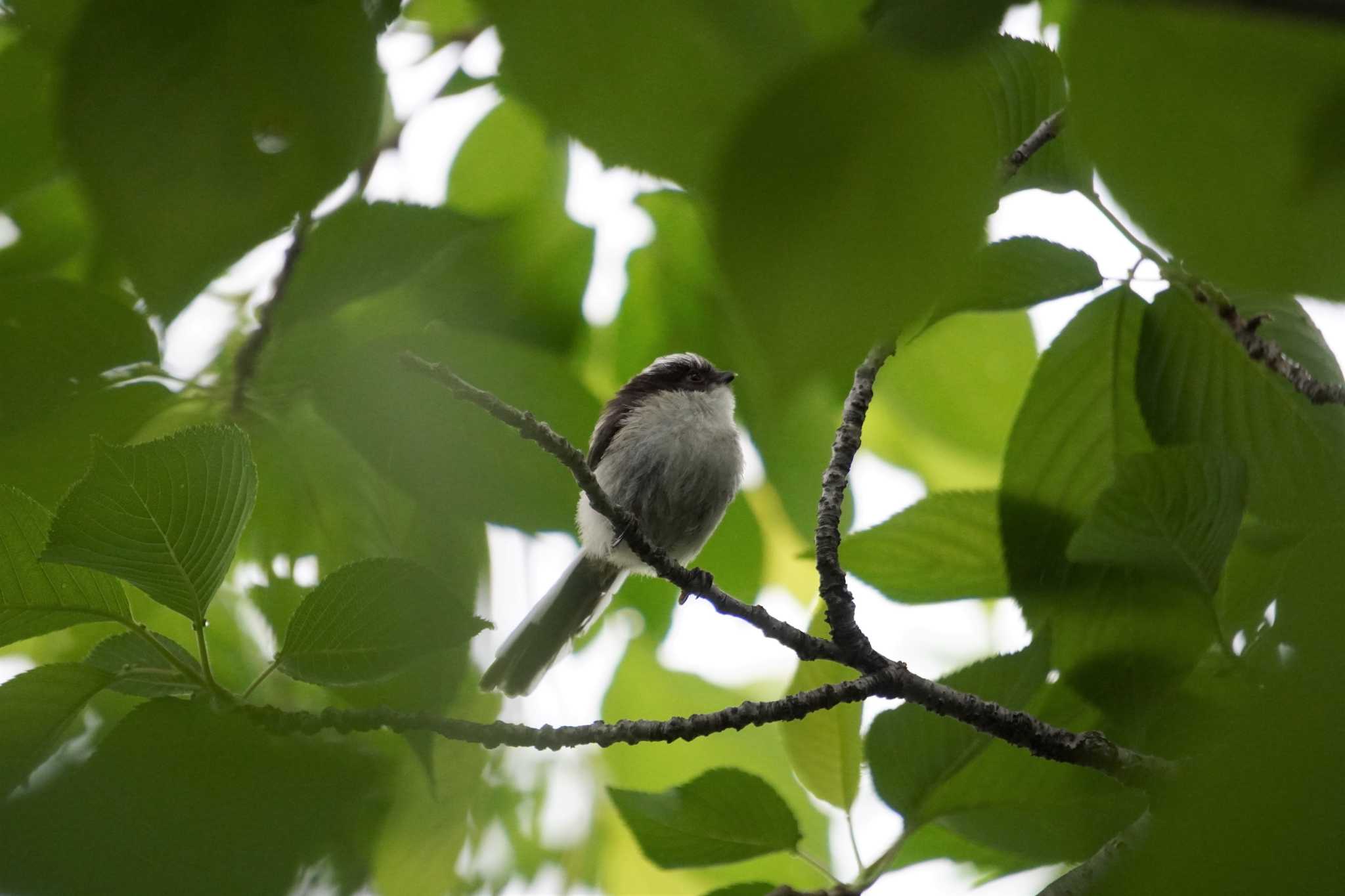 Photo of Long-tailed Tit at Osaka castle park by jasmine