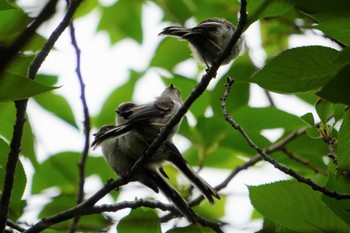 Long-tailed Tit Osaka castle park Fri, 4/29/2022