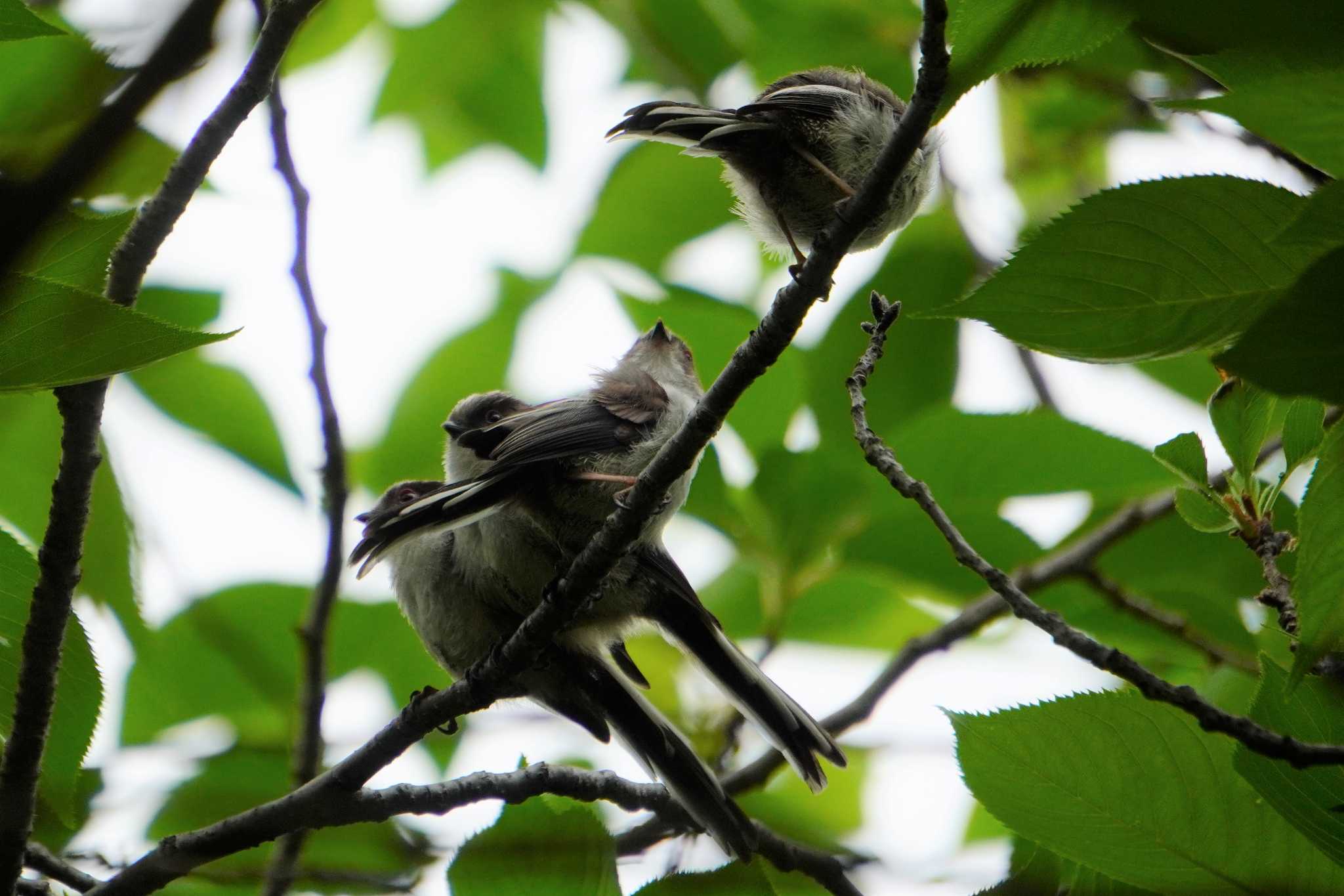 Long-tailed Tit