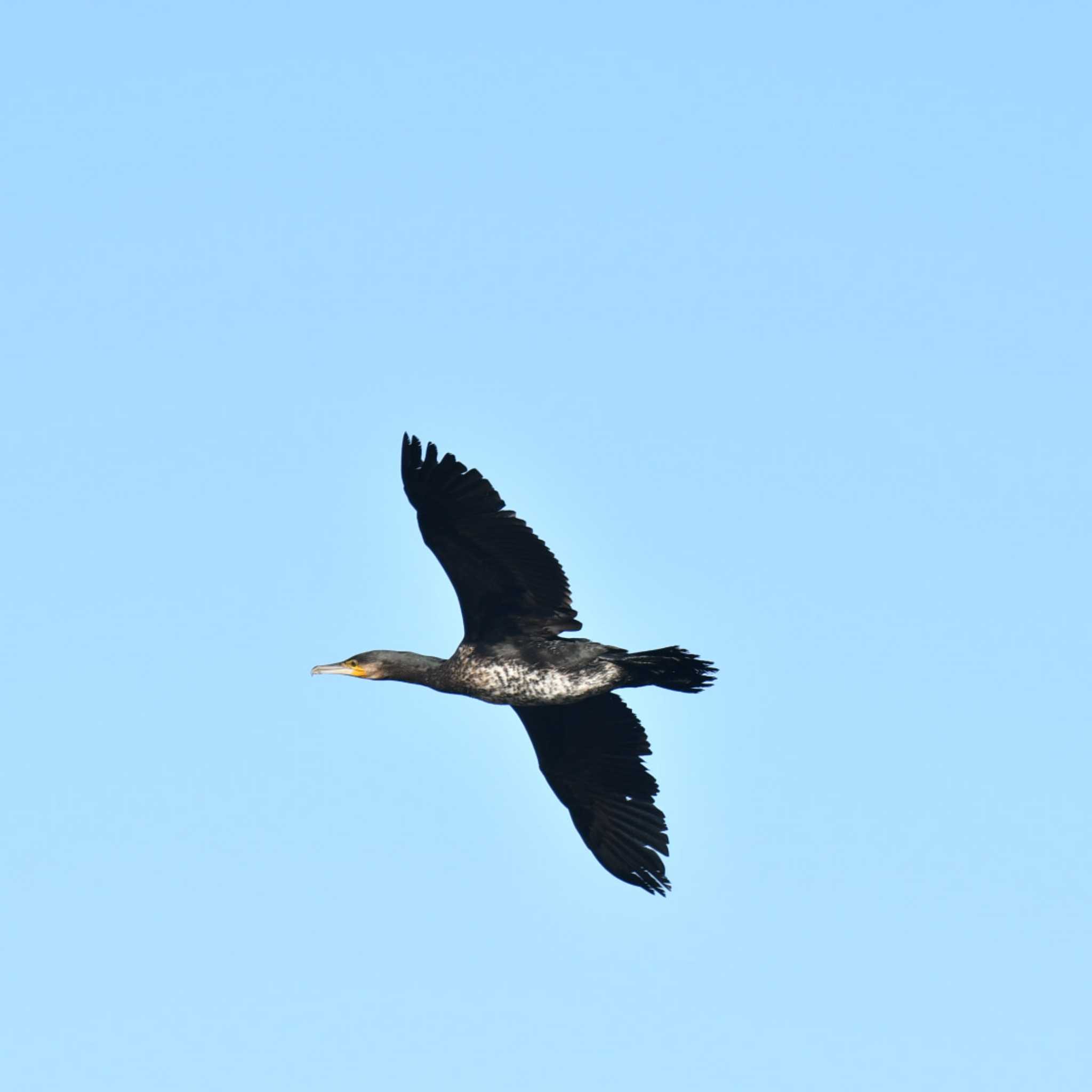 Great Cormorant