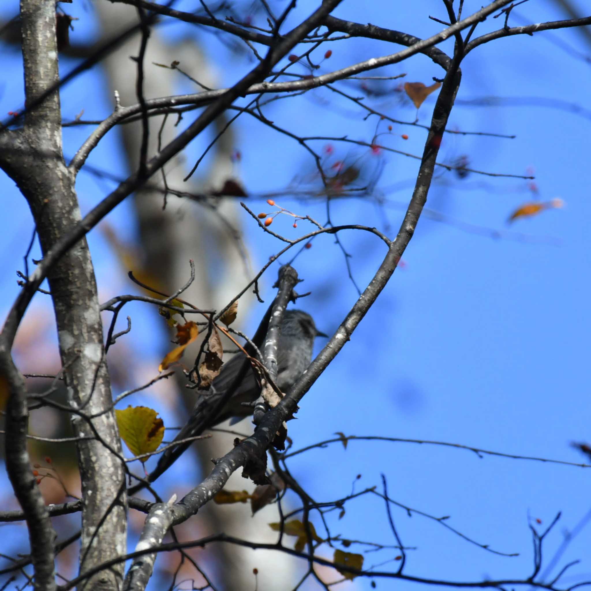 Brown-eared Bulbul