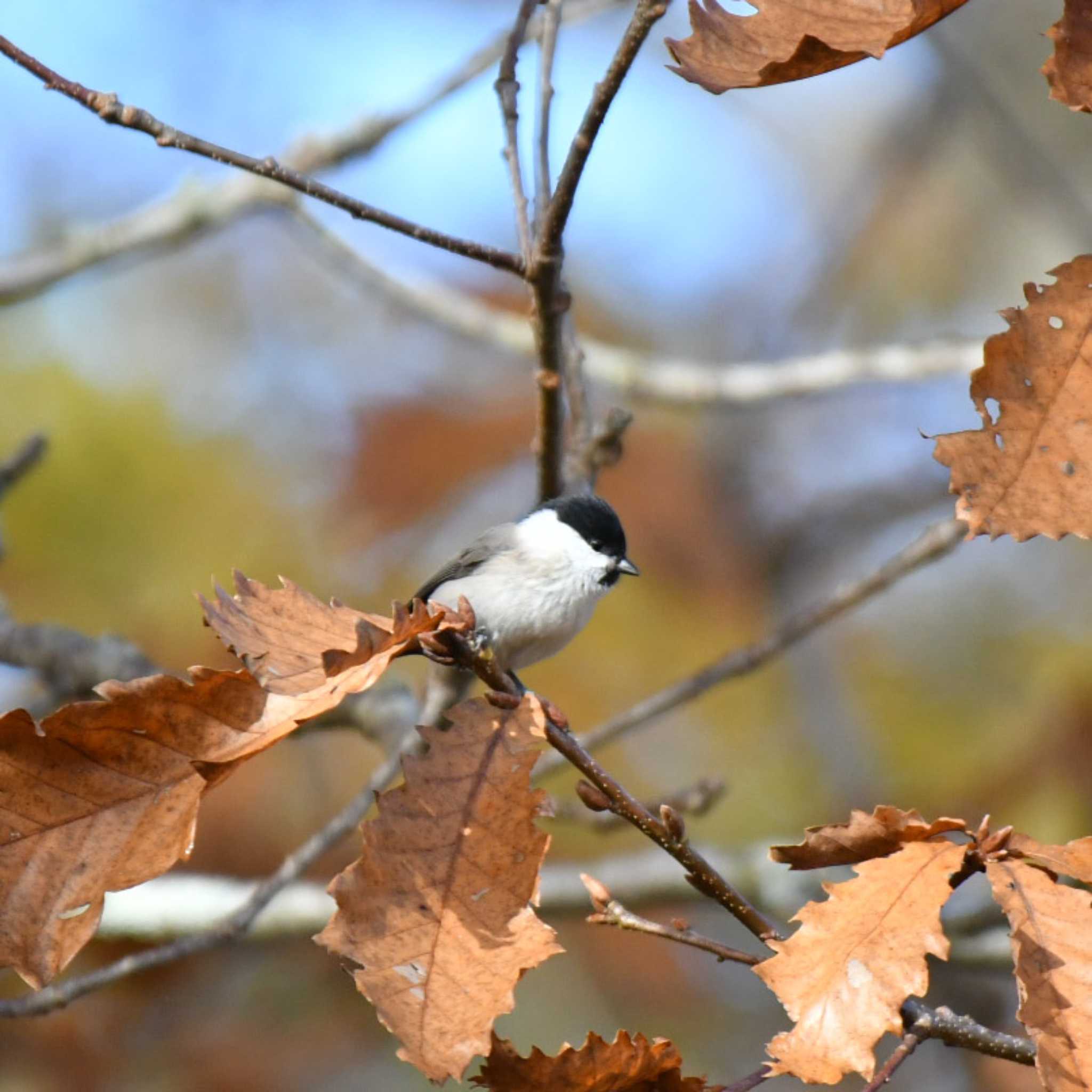 Marsh Tit