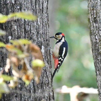 Wed, 10/26/2022 Birding report at Kushiro Wetland National Park