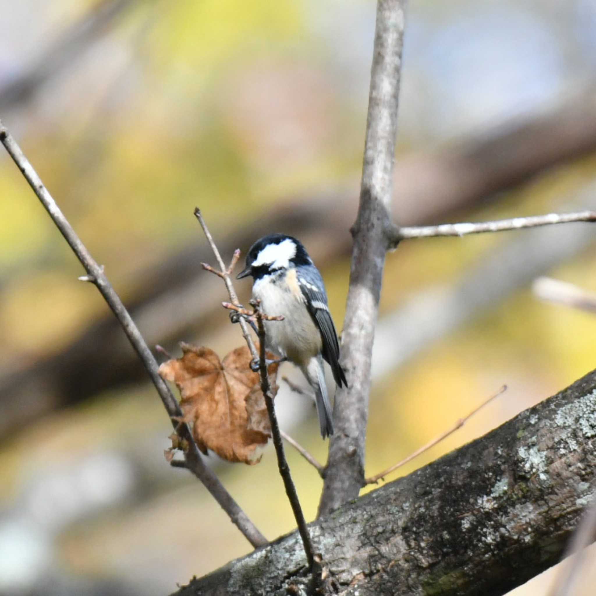 Coal Tit