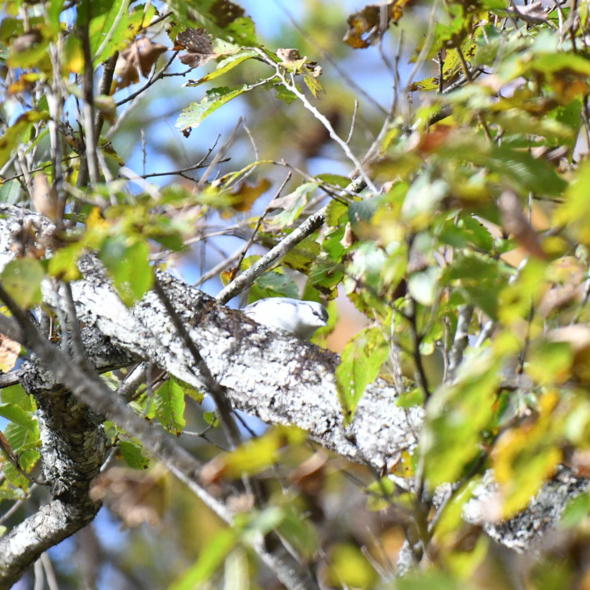 Eurasian Nuthatch