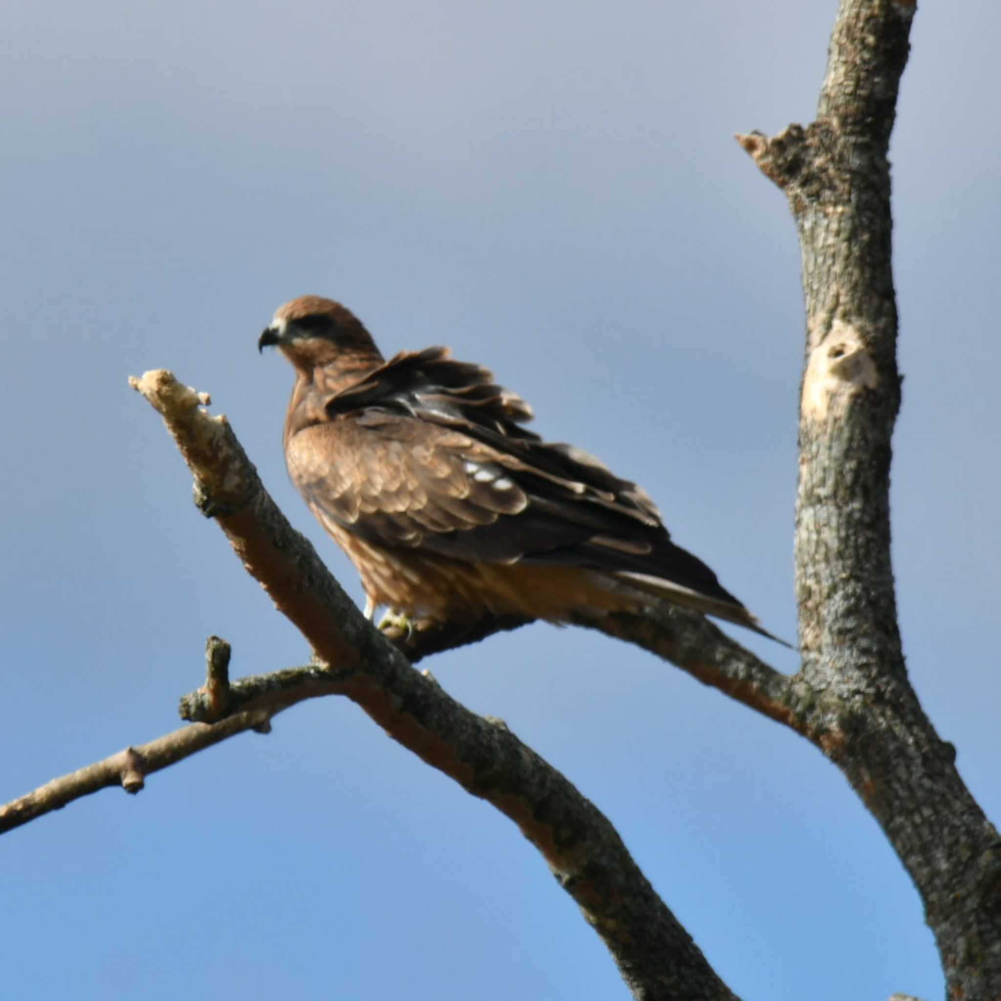 Black Kite