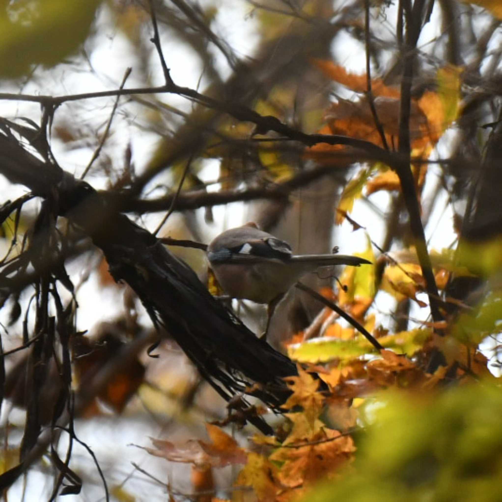 Eurasian Jay(brandtii)