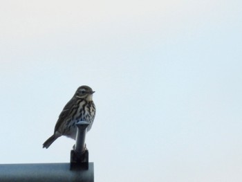 Olive-backed Pipit 自宅 Wed, 10/26/2022