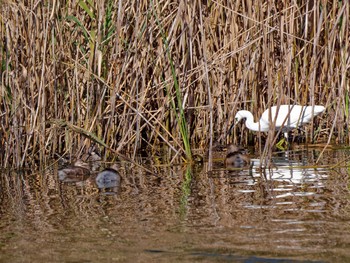 Little Grebe Kasai Rinkai Park Wed, 10/26/2022