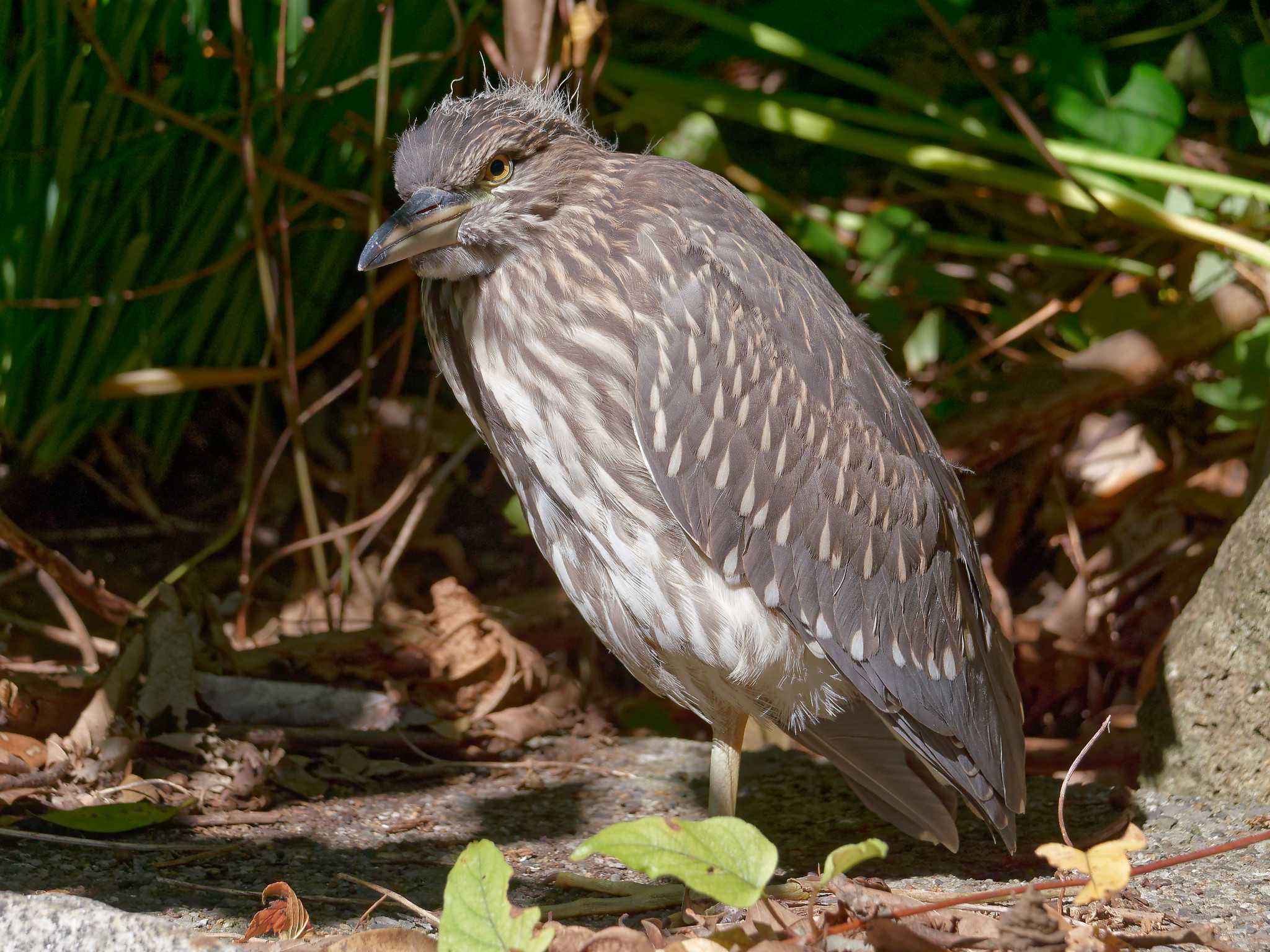 葛西臨海公園 ゴイサギの写真