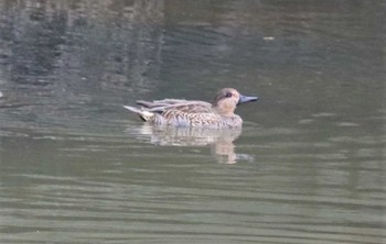 2022年10月25日(火) 美濃川河口(知多市)の野鳥観察記録