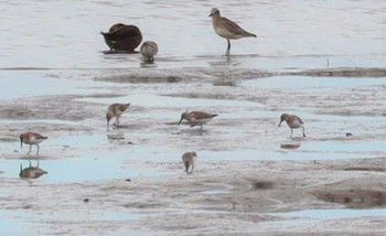 Tue, 10/25/2022 Birding report at Fujimae Tidal Flat