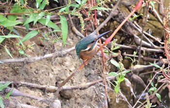 2022年10月25日(火) 勅使池(豊明市)の野鳥観察記録