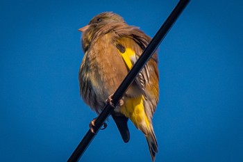 Grey-capped Greenfinch 静岡県 Wed, 10/26/2022