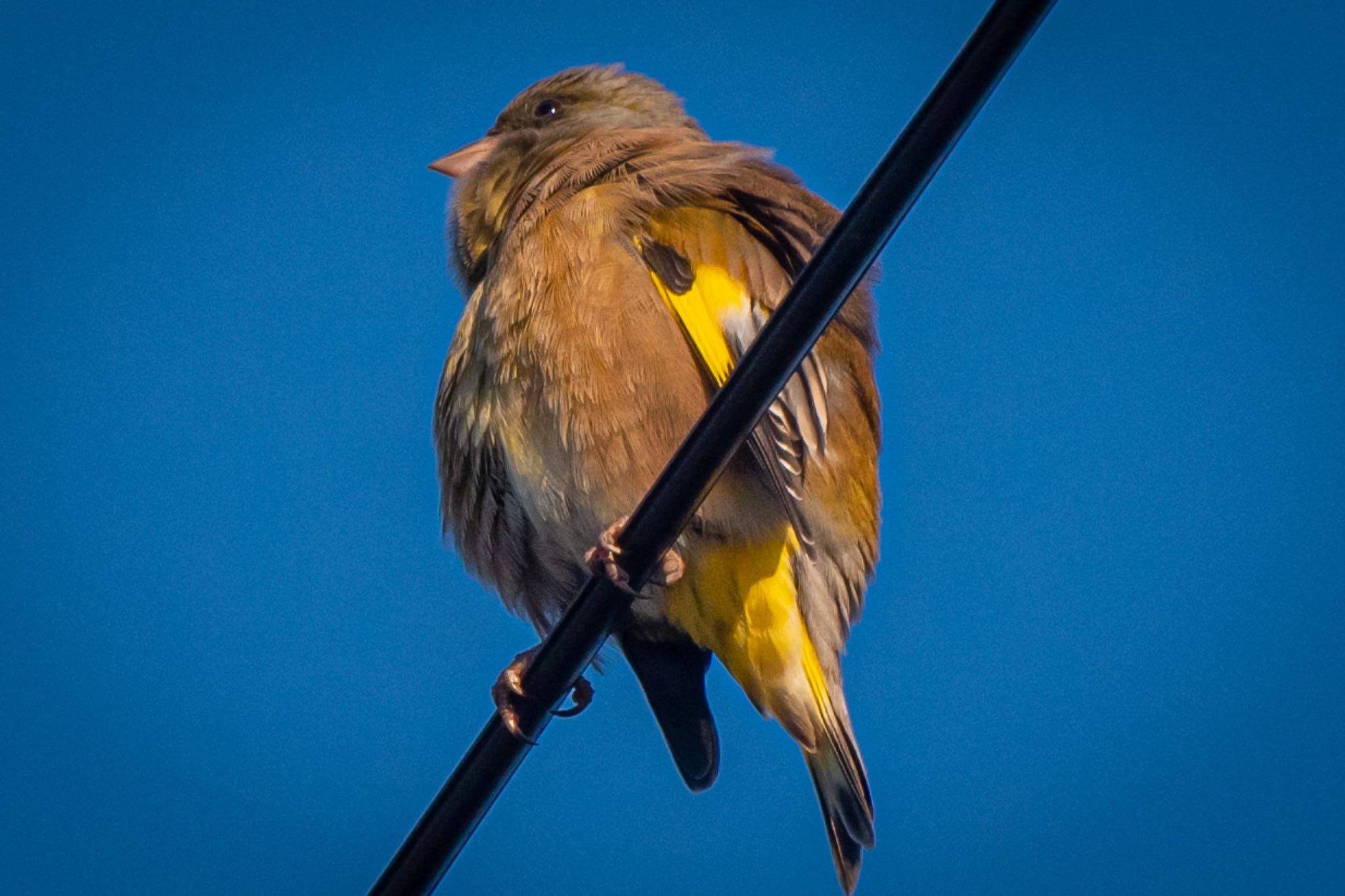 Photo of Grey-capped Greenfinch at 静岡県 by はる