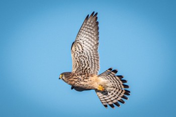 Common Kestrel 静岡県 Wed, 10/26/2022