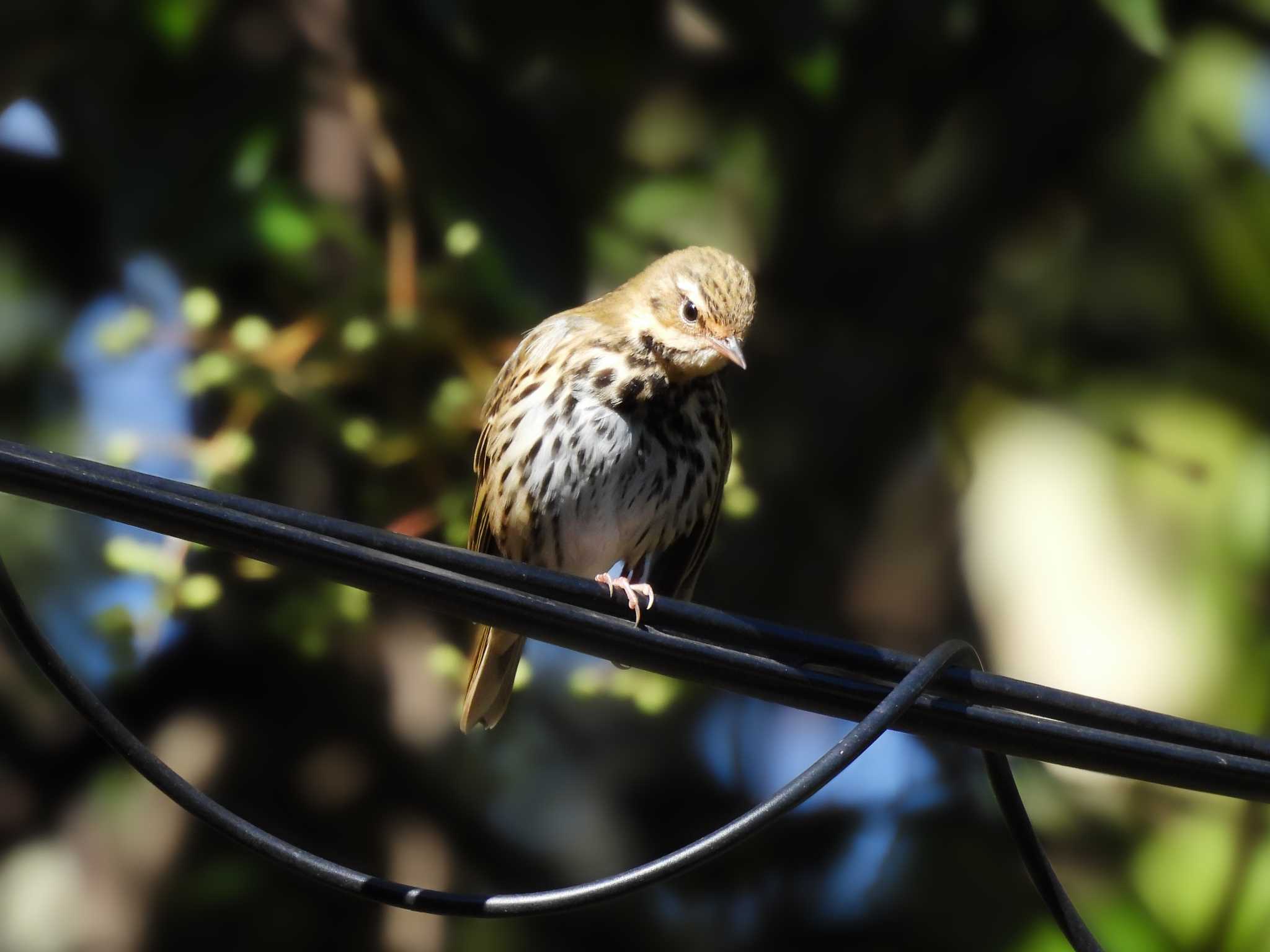 生駒山麓公園　キリッとしたビンズイ