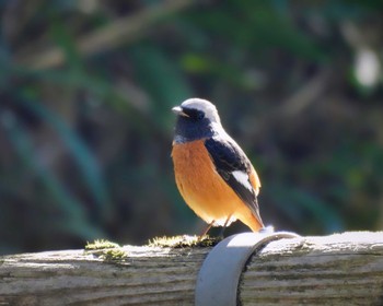 2022年10月25日(火) 生駒山の野鳥観察記録