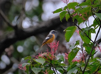 Daurian Redstart 東京都立桜ヶ丘公園(聖蹟桜ヶ丘) Sat, 10/22/2022