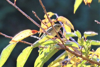 2022年10月26日(水) 庭田山頂公園の野鳥観察記録