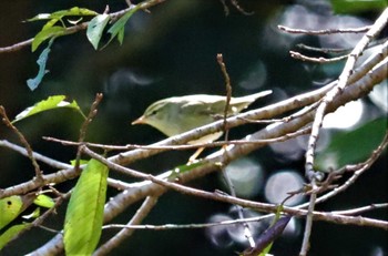 Japanese Leaf Warbler 庭田山頂公園 Wed, 10/26/2022